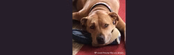 Petunia_6